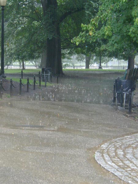 a rainy day in the Public Garden